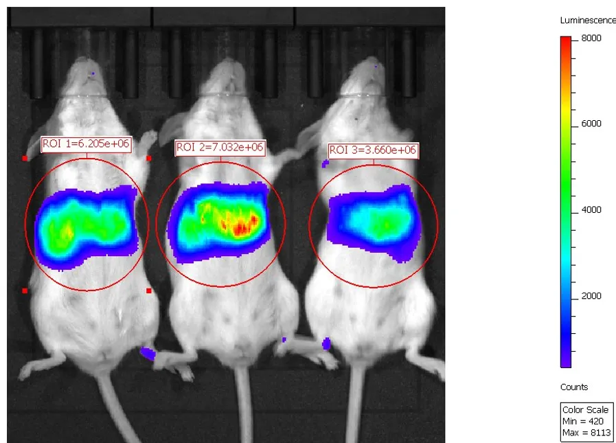 Bioluminescence images of mice after intravenous firefly luciferase mRNA delivery, showing signal concentrated over the liver, used to compare AccuLNP against an ALC-0315 LNP control.