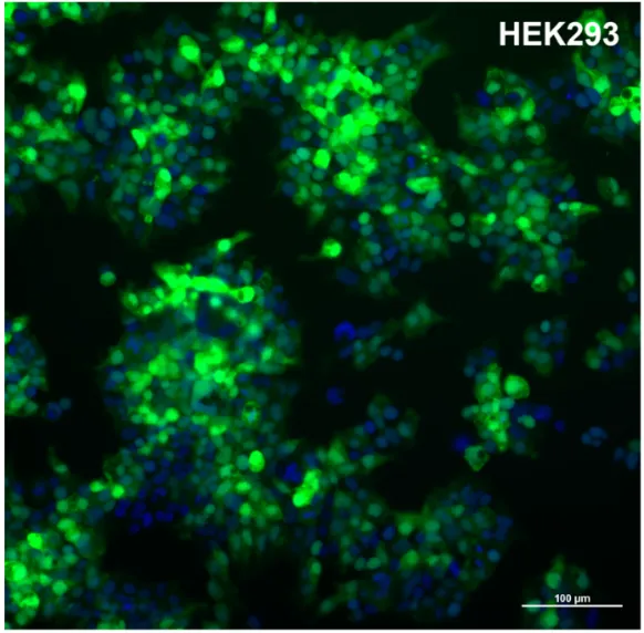 Fluorescence micrograph of HEK293 cells after eGFP mRNA transfection. Bright green eGFP signal covers most of the field, with blue DAPI-stained nuclei throughout, indicating widespread expression across the monolayer.